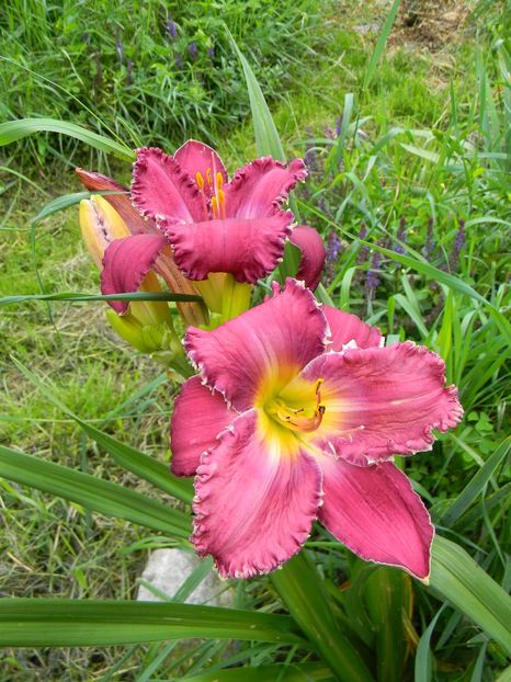 Arabian magic ? - Hemerocallis 2018