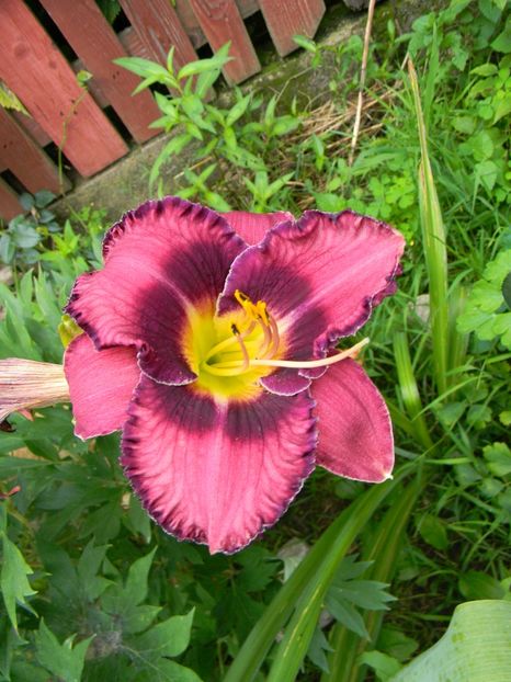  - Hemerocallis 2018