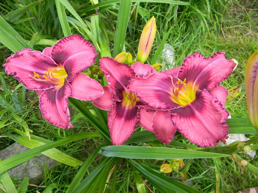 Russian ragtime - xx Colectie hemerocallis