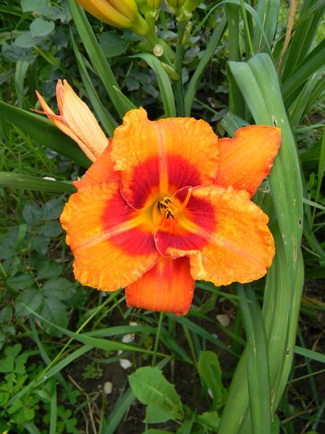 Tigger - Hemerocallis 2018