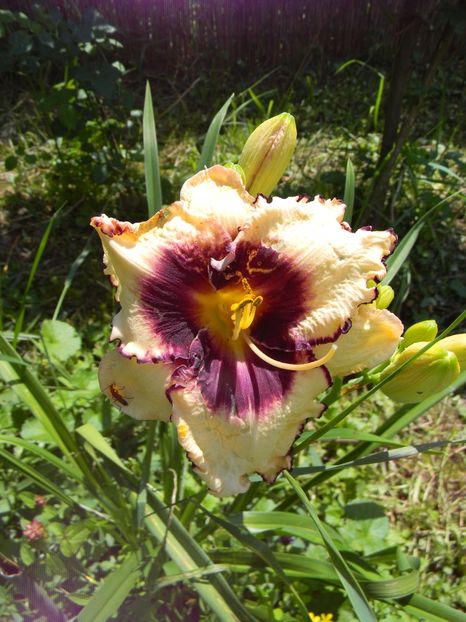 sabine Baur - Hemerocallis 2018