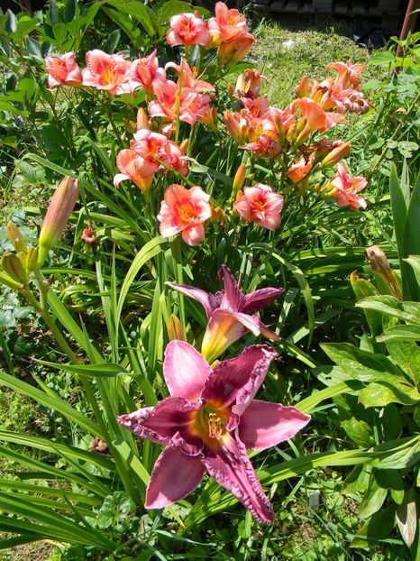  - Hemerocallis 2018