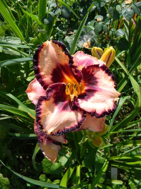  - Hemerocallis 2018