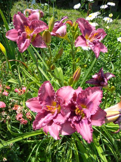 Lavender blue baby - Hemerocallis 2018