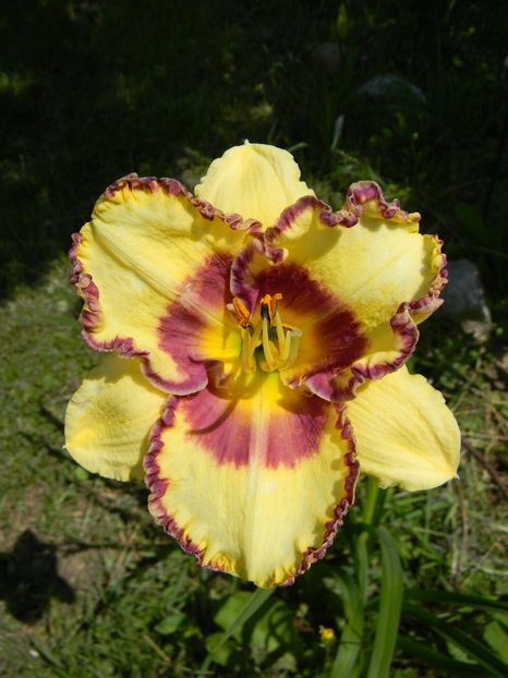 Steve trimmer - xx Colectie hemerocallis