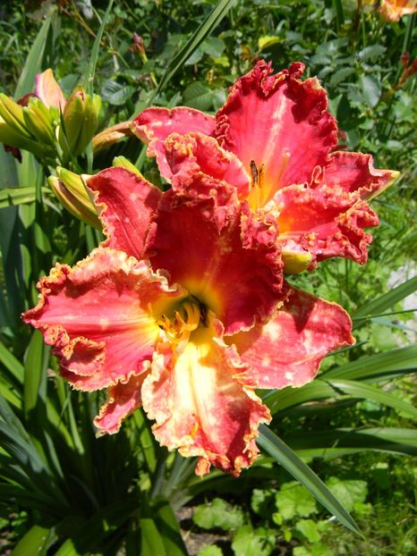 Painting the roses red - Hemerocallis 2018