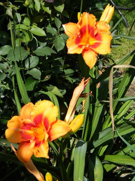 Tigger - Hemerocallis 2018