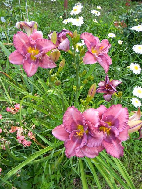 Lavender blue baby - xx Colectie hemerocallis