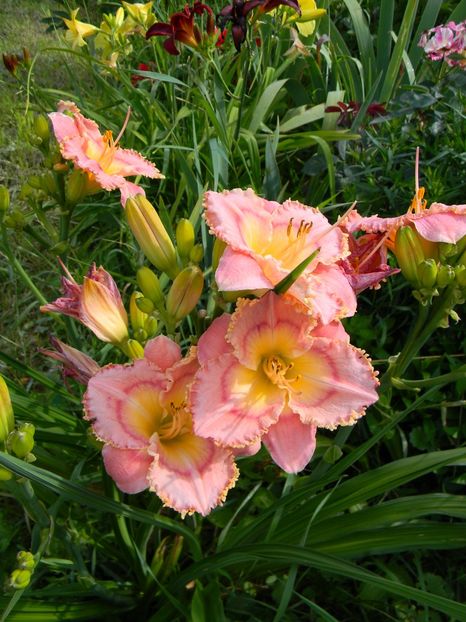  - Hemerocallis 2018
