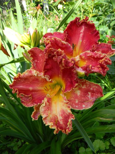  - Hemerocallis 2018