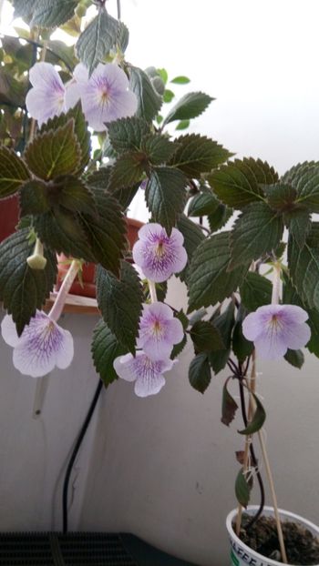  - Ambroise Verschaffelt