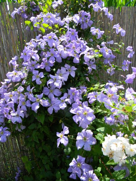 Emilia Plater - Clematite 2018