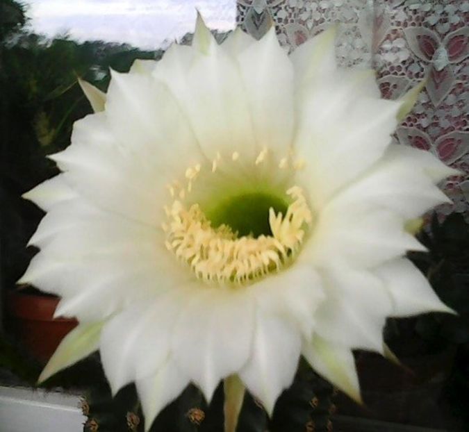 oie_2321417hWY6e0Ho - Balconul meu 2018