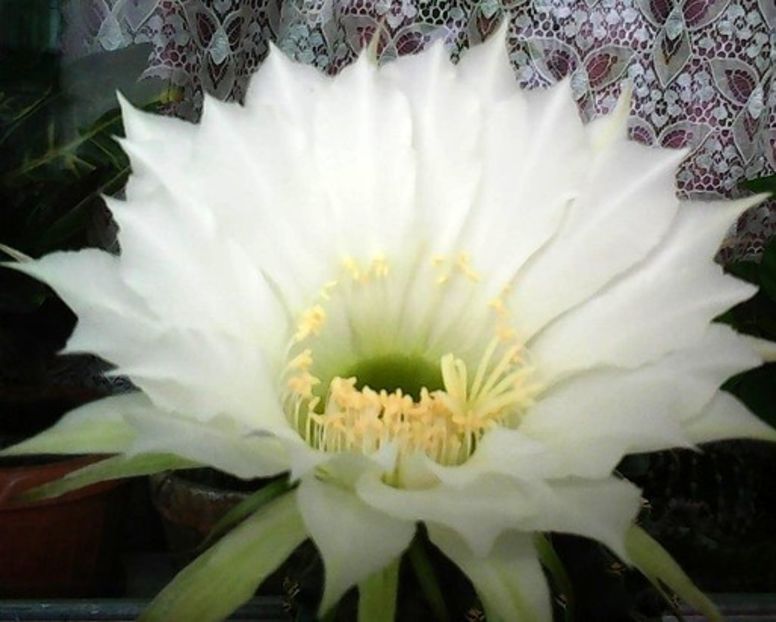 oie_23214727fhBXMuCc - Balconul meu 2018