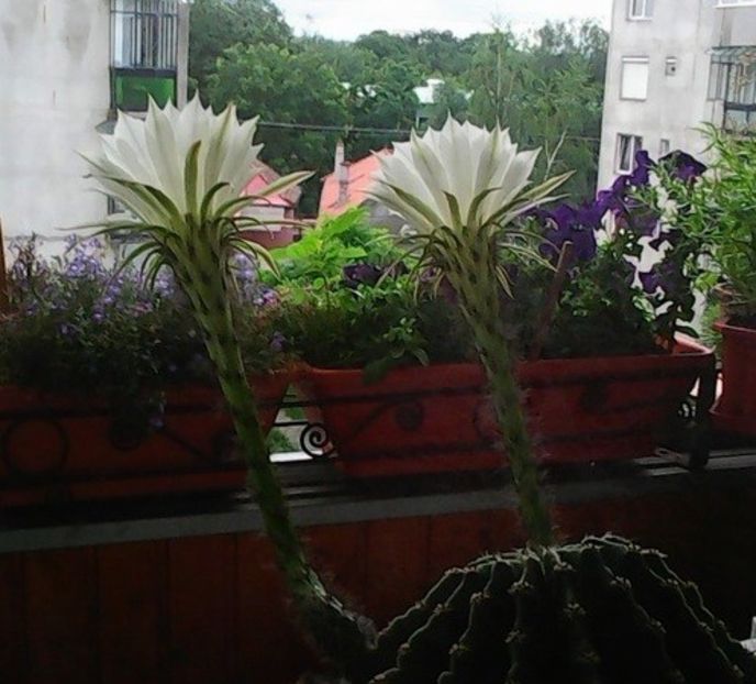 oie_ExYQkANtBZ0f - Balconul meu 2018