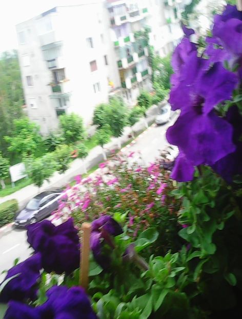Nuovo_1_Photo8459 - Balconul meu 2018