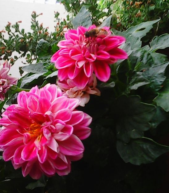 Nuovo_1_Photo8463 - Balconul meu 2018