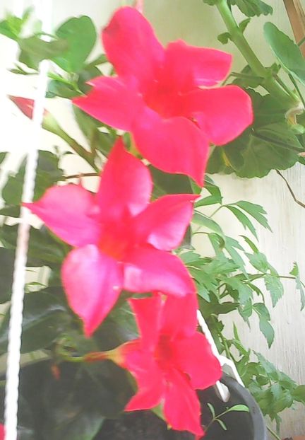 Nuovo_1_Photo8464 - Balconul meu 2018