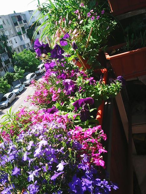 Photo8157 - Balconul meu 2018