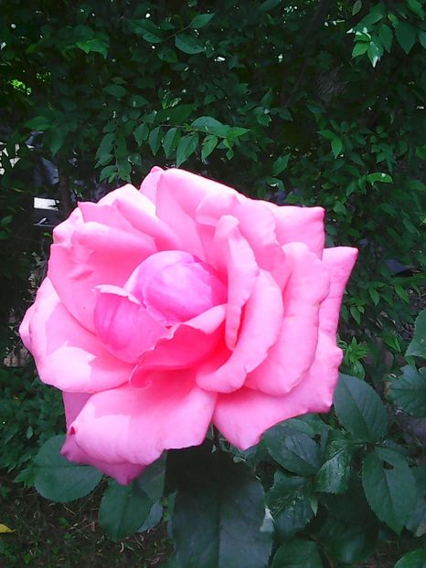 Photo8099 - Gradinuta mea 2018