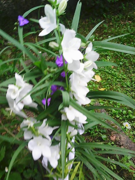 Photo8102 - Gradinuta mea 2018