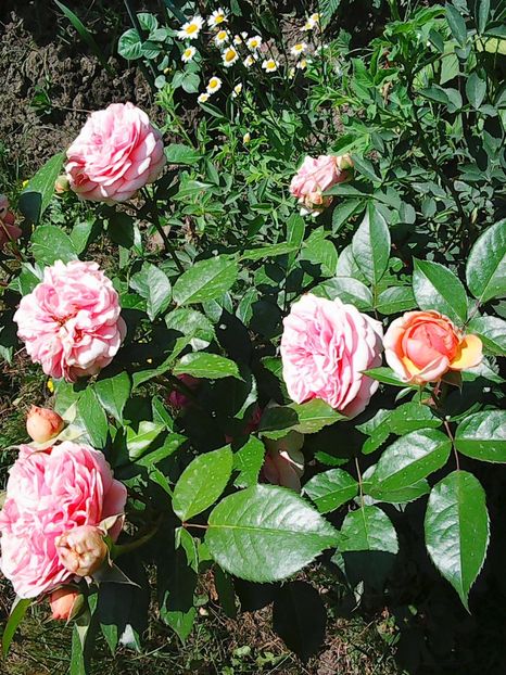 Photo8120 - Gradinuta mea 2018