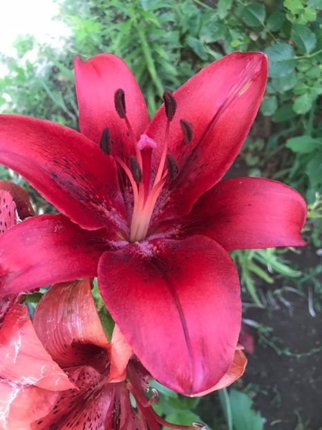  - Crini din gradina 2018