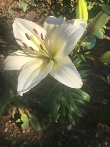  - Crini din gradina 2018