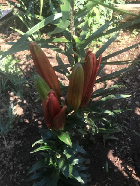  - Crini din gradina 2018