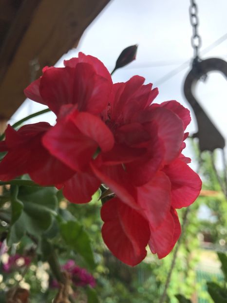 25.06.2018 - Muscate 2018