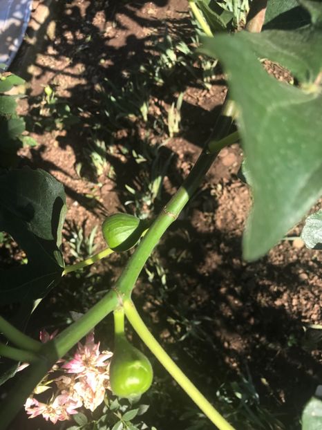 smochin 25.06.2018 - Din prin ograda 2018