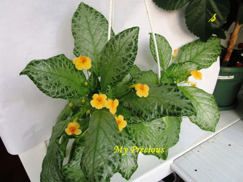 My Precious(26-06-2018) - Episcii 2018