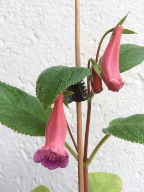 26.06.2018 - Sinningia SRGs Britta Dietze