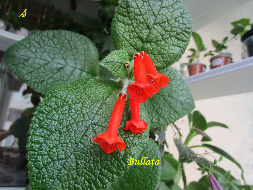 Bullata(26-06-2018) - Sinningii 2018