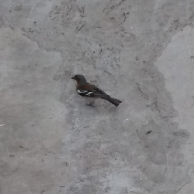  - La țară iunie 2018