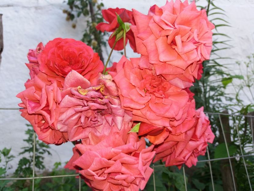  - La țară iunie 2018