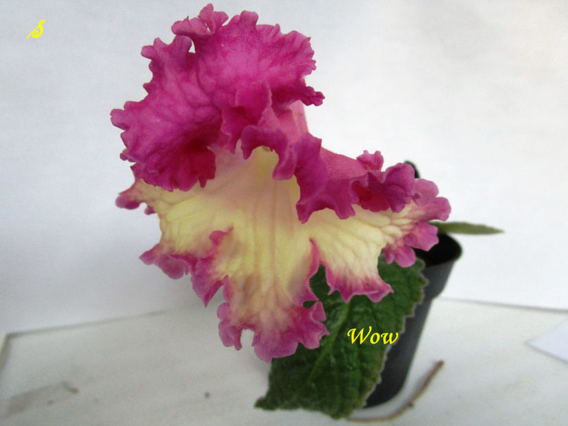 Wow(26-06-2018) - Streptocarpusi 2018