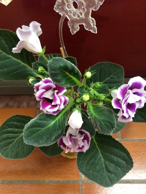 Nu mă pot abține :) trebuie pozată - Gloxinia Burgundy Queen