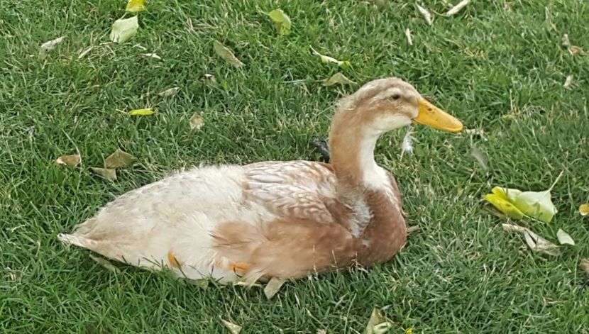  - a-Boboci Saxonia 2018