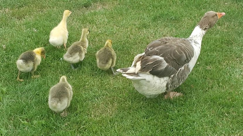 - b-Boboci de Gâscă 2018