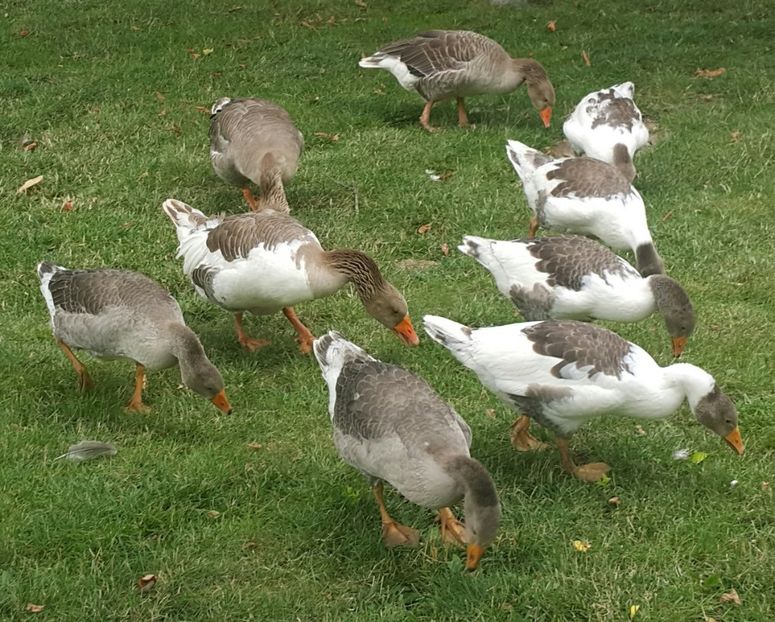  - b-Boboci de Gâscă 2018