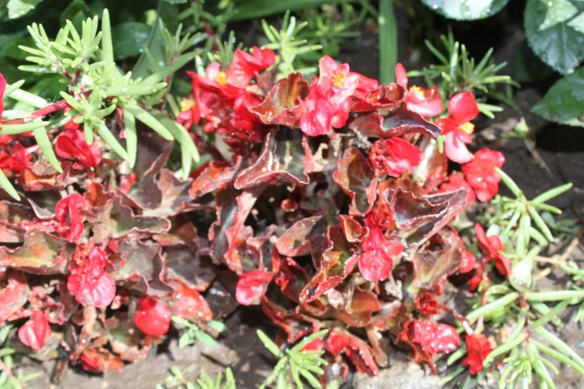 semperflorens begonia rosu - flori diverse