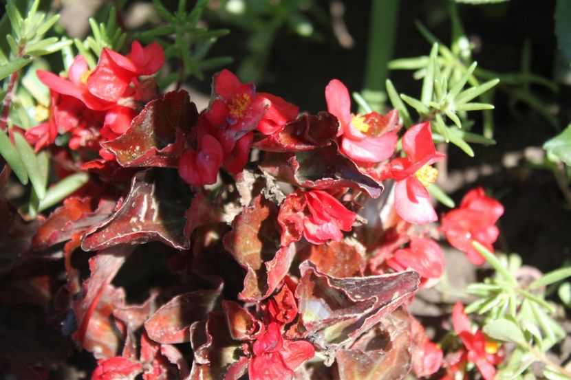 semperflorens begonie rosu - flori diverse