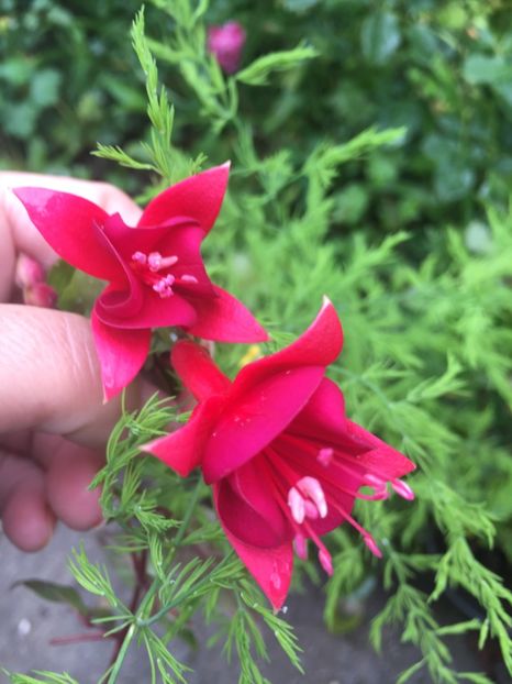 Marinka - Fucsii 2018