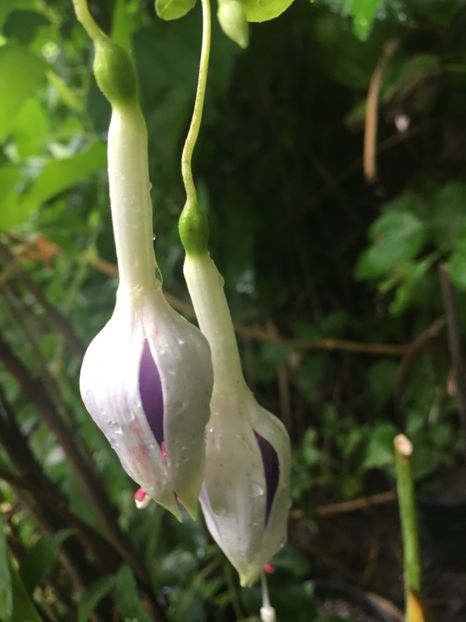 carmel blue - Fucsii 2018