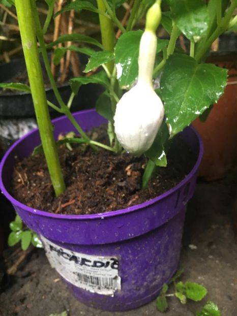 2D71921A-C892-4C97-9624-EFC2D5B30F24 - Fucsii 2018