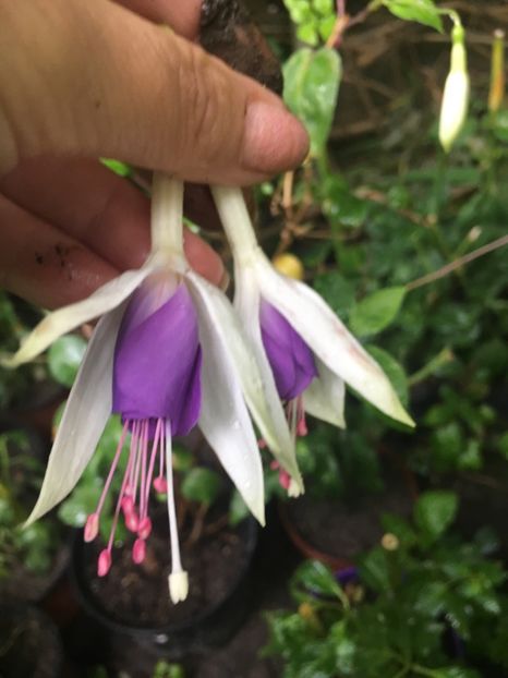 Carmel Blue 18 - Fucsii 2018