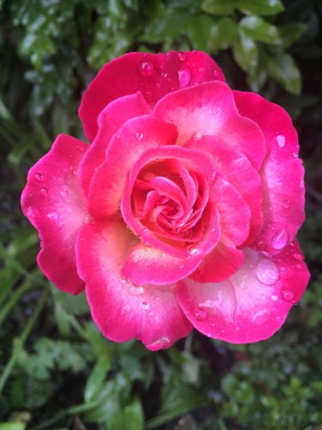 Isabel d’ortiz - Trandafiri 2018 ll