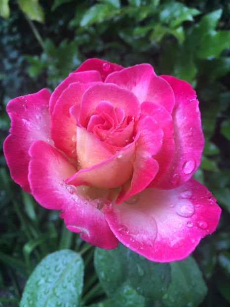 Isabel d’ortiz - Trandafiri 2018 ll