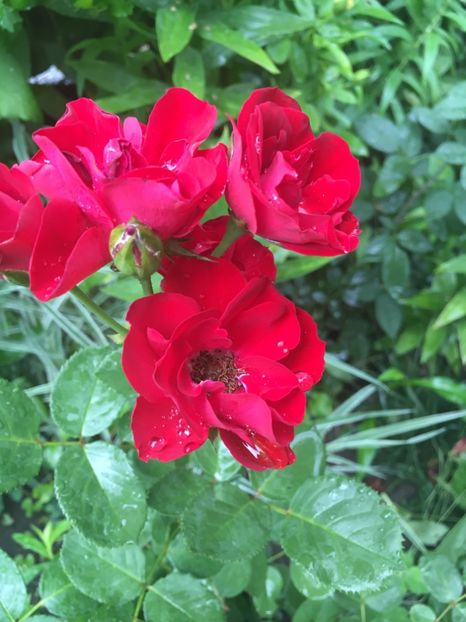 Gradinamax - Trandafiri 2018 ll